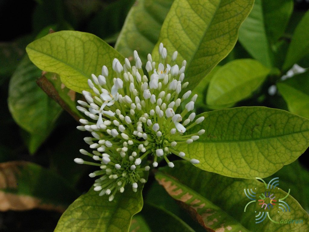 เข็มพวงขาว Ixora finlaysoniana Wall. ex G.Don