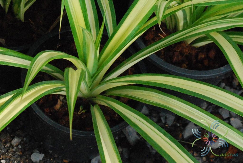Pandanus tectorius Parkinson ex Du Roi