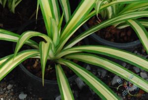 Pandanus tectorius Parkinson ex Du Roi