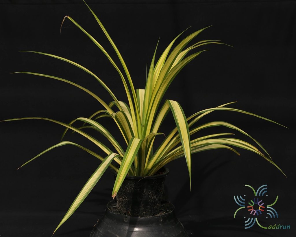 Pandanus tectorius Parkinson ex Du Roi