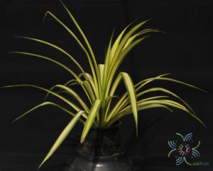 Pandanus tectorius Parkinson ex Du Roi