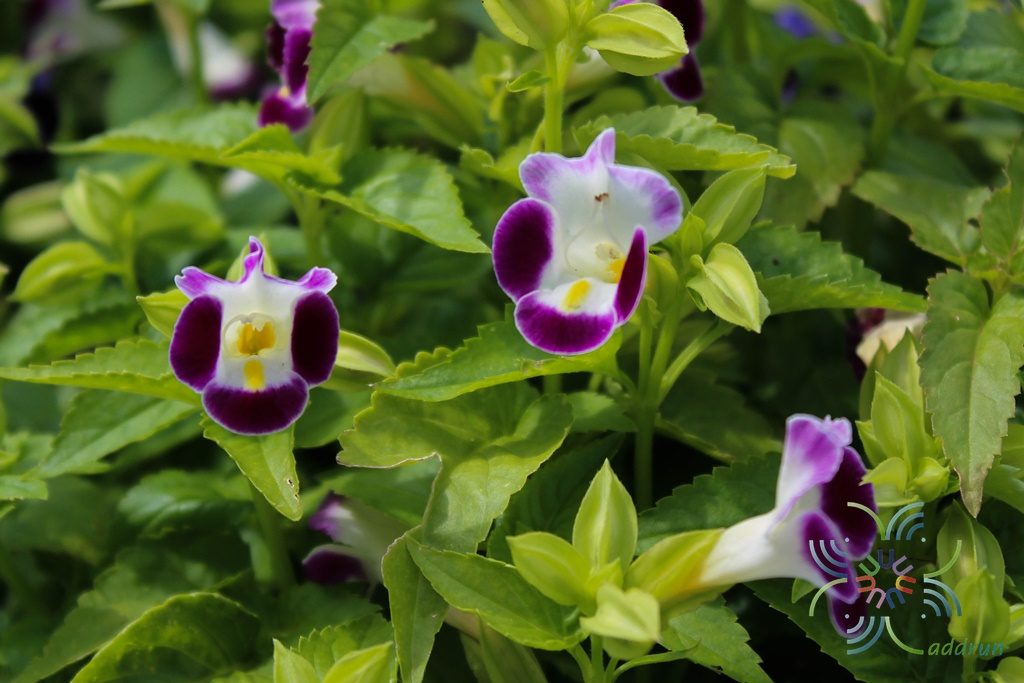 แววมยุรา Torenia violacea (Azaola ex Blanco) Pennell