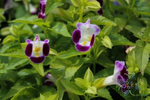 แววมยุรา Torenia violacea (Azaola ex Blanco) Pennell
