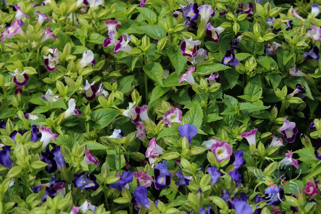 แววมยุรา Torenia violacea (Azaola ex Blanco) Pennell