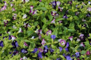 แววมยุรา Torenia violacea (Azaola ex Blanco) Pennell