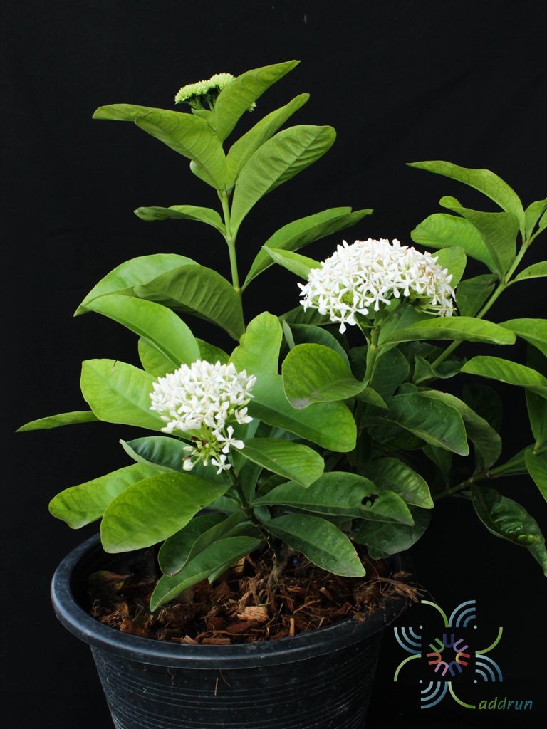 เข็มพวงขาว Ixora finlaysoniana Wall. ex G.Don