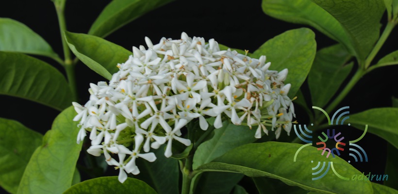 เข็มพวงขาว Ixora finlaysoniana Wall. ex G.Don