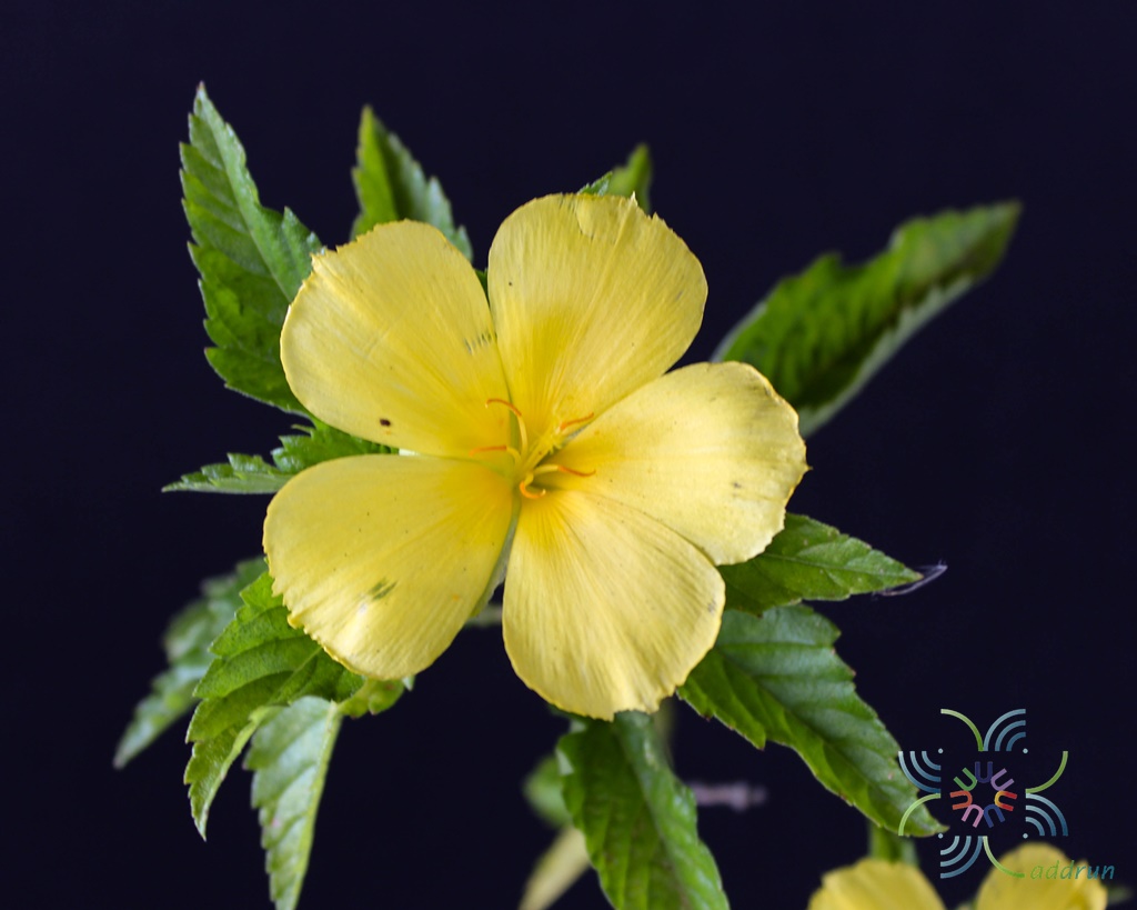 บานเช้า Turnera subulata Sm.