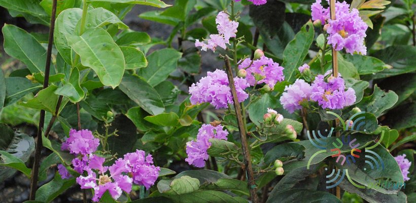 อินทนิล Lagerstroemia speciosa (L.) Pers.