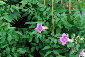 แฮปปี้เนส Podranea ricasoliana (Tanfani) Sprague