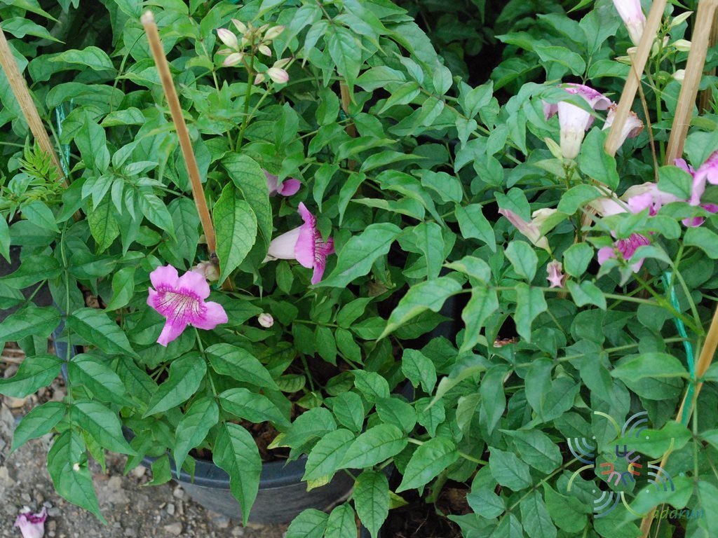 แฮปปี้เนส Podranea ricasoliana (Tanfani) Sprague