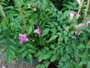 แฮปปี้เนส Podranea ricasoliana (Tanfani) Sprague
