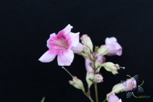แฮปปี้เนส Podranea ricasoliana (Tanfani) Sprague