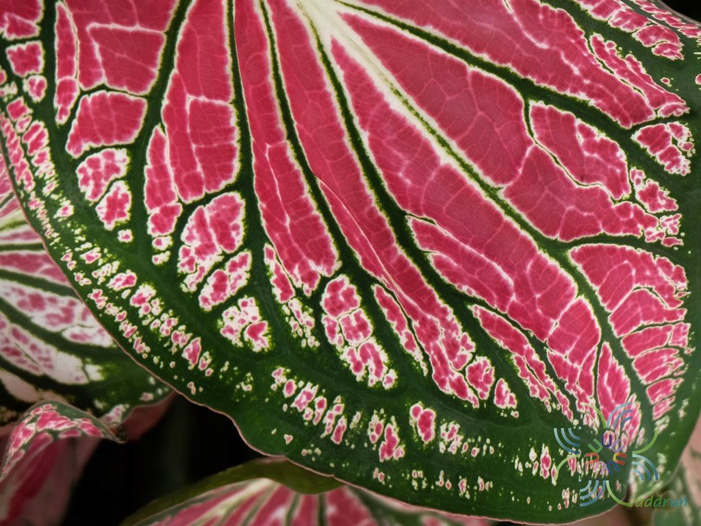 บอนสี Caladium bicolor (Aiton) Vent.
