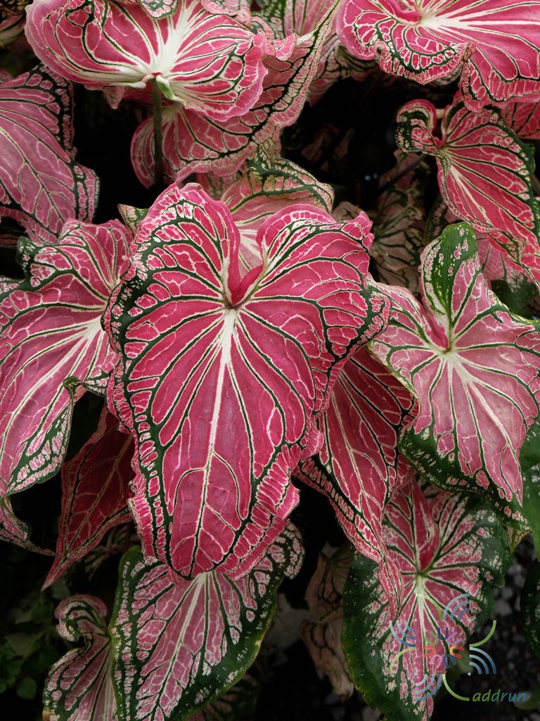 บอนสี Caladium bicolor (Aiton) Vent.