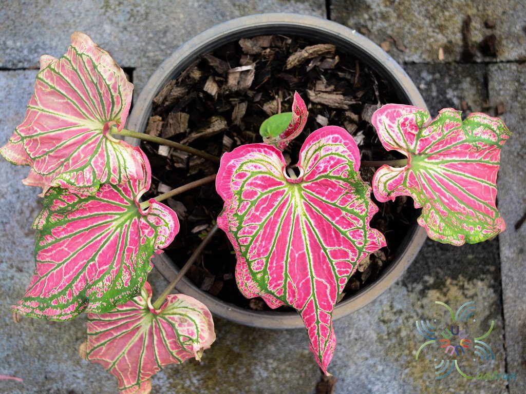บอนสี Caladium bicolor (Aiton) Vent.
