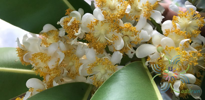กระทิง Calophyllum inophyllum L.