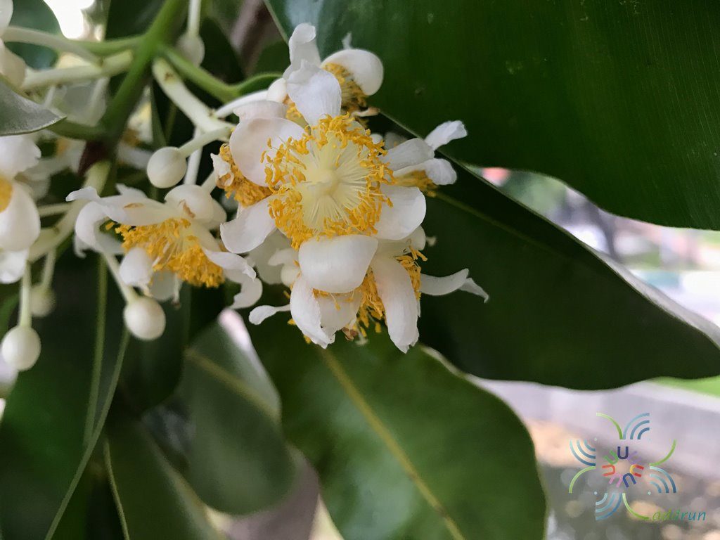 กระทิง Calophyllum inophyllum L.