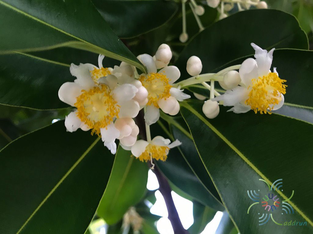 กระทิง Calophyllum inophyllum L.