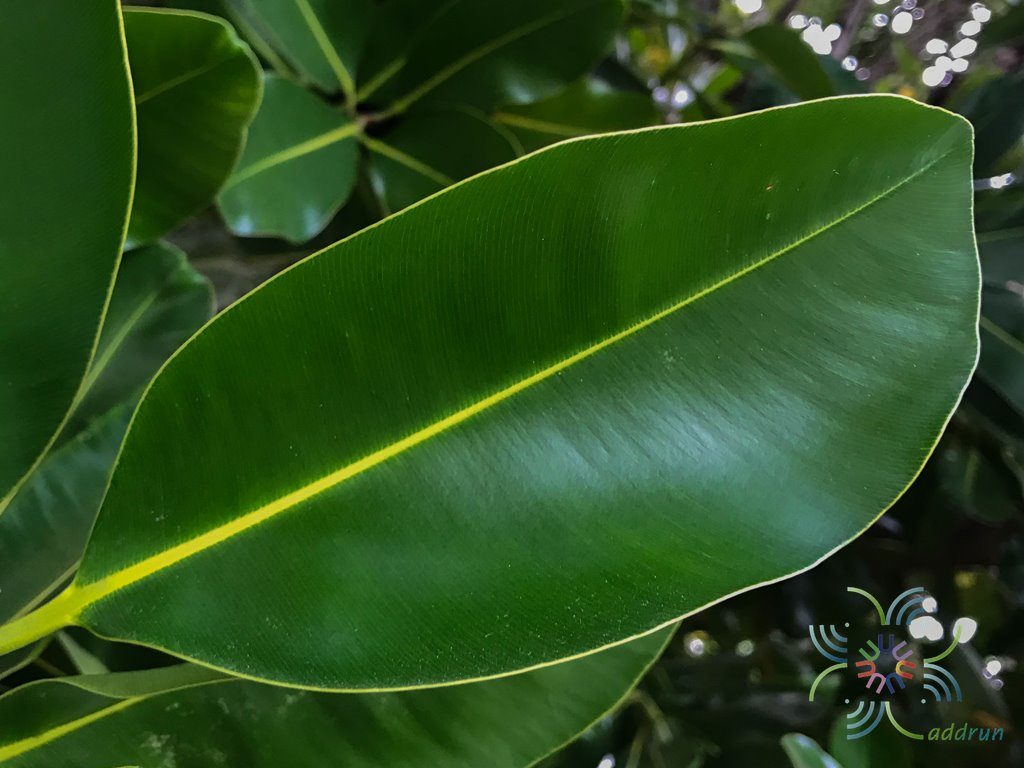 กระทิง Calophyllum inophyllum L.