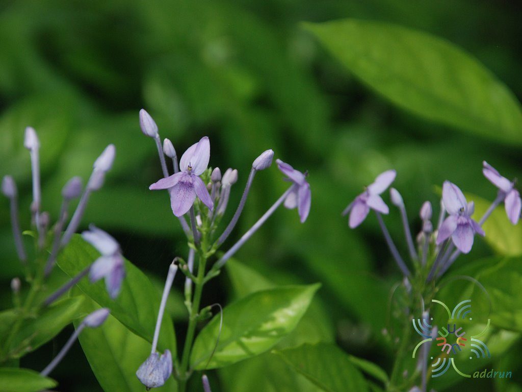 เข็มม่วง Pseuderanthemum crenulatum (Wall. ex Lindl.) Radlk.
