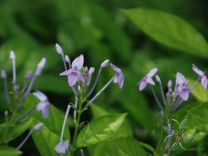 เข็มม่วง Pseuderanthemum crenulatum (Wall. ex Lindl.) Radlk.