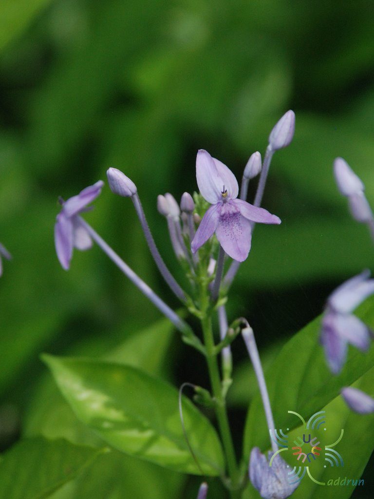 เข็มม่วง Pseuderanthemum crenulatum (Wall. ex Lindl.) Radlk.