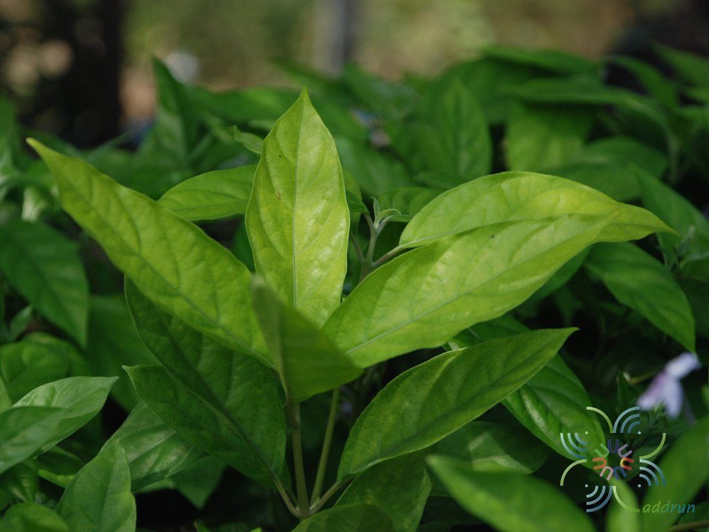 เข็มม่วง Pseuderanthemum crenulatum (Wall. ex Lindl.) Radlk.