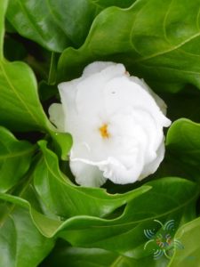 พุดกุหลาบ Tabernaemontana divaricata (L.) R.Br. ex Roem. & Schult.