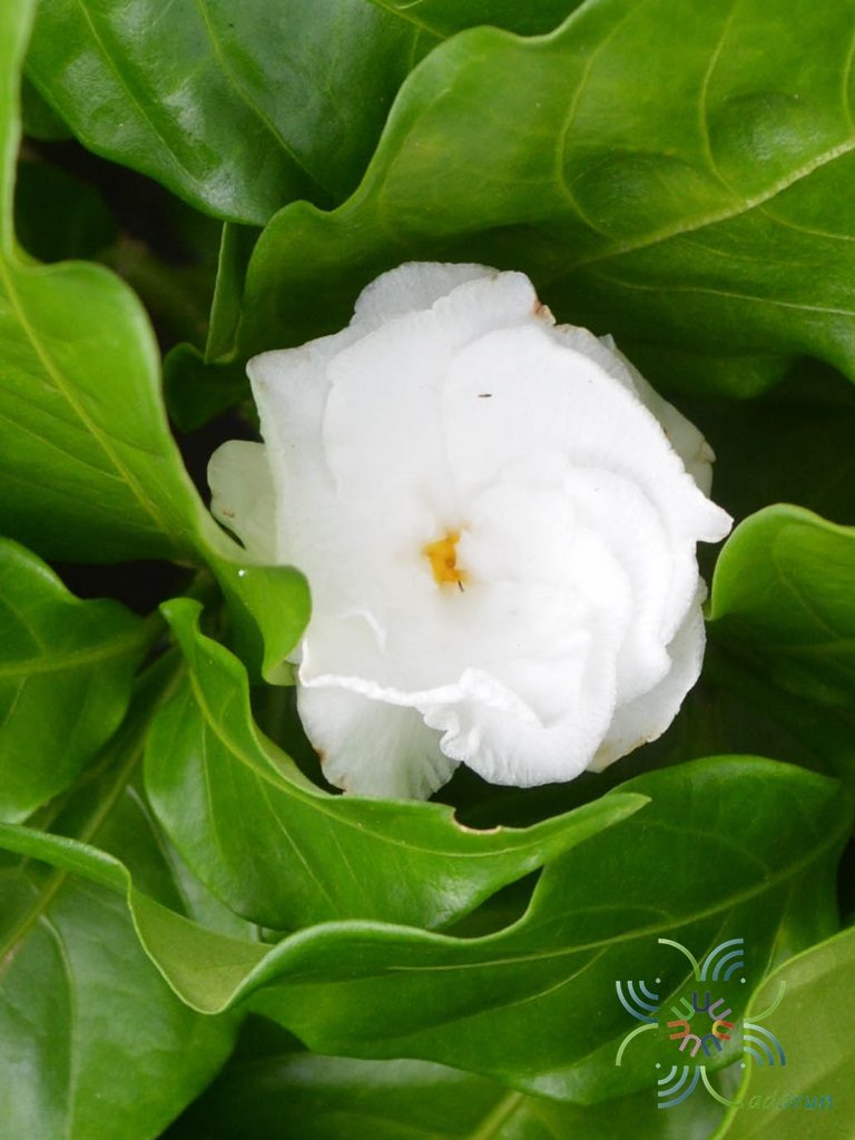 พุดกุหลาบ Tabernaemontana divaricata (L.) R.Br. ex Roem. & Schult.