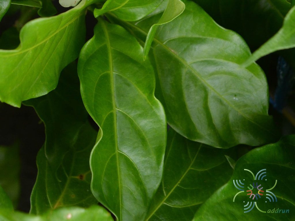 พุดกุหลาบ Tabernaemontana divaricata (L.) R.Br. ex Roem. & Schult.