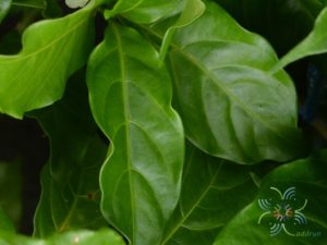 พุดกุหลาบ Tabernaemontana divaricata (L.) R.Br. ex Roem. & Schult.