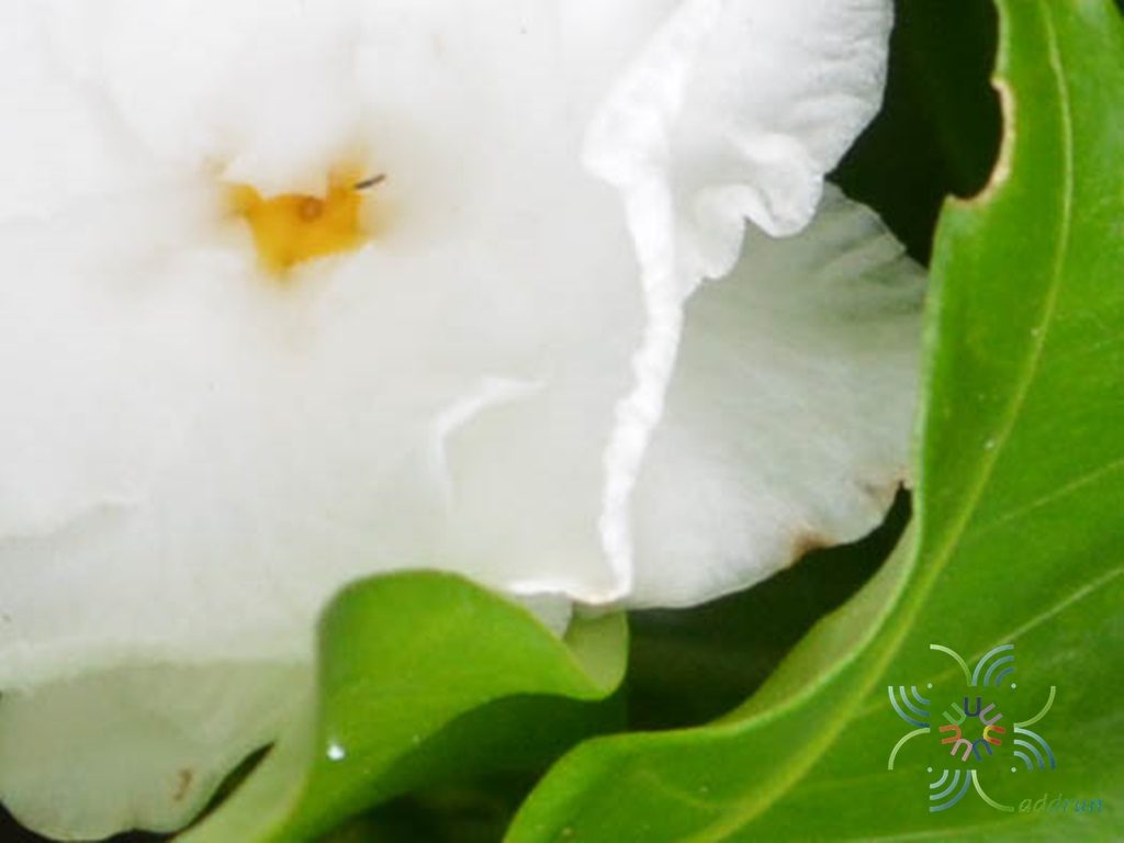 พุดกุหลาบ Tabernaemontana divaricata (L.) R.Br. ex Roem. & Schult.