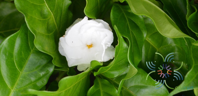 พุดกุหลาบ Tabernaemontana divaricata (L.) R.Br. ex Roem. & Schult.