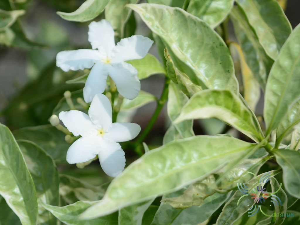 พุดด่าง Tabernaemontana divaricata (L.) R.Br. ex Roem. & Schult. ‘Grandifolia’