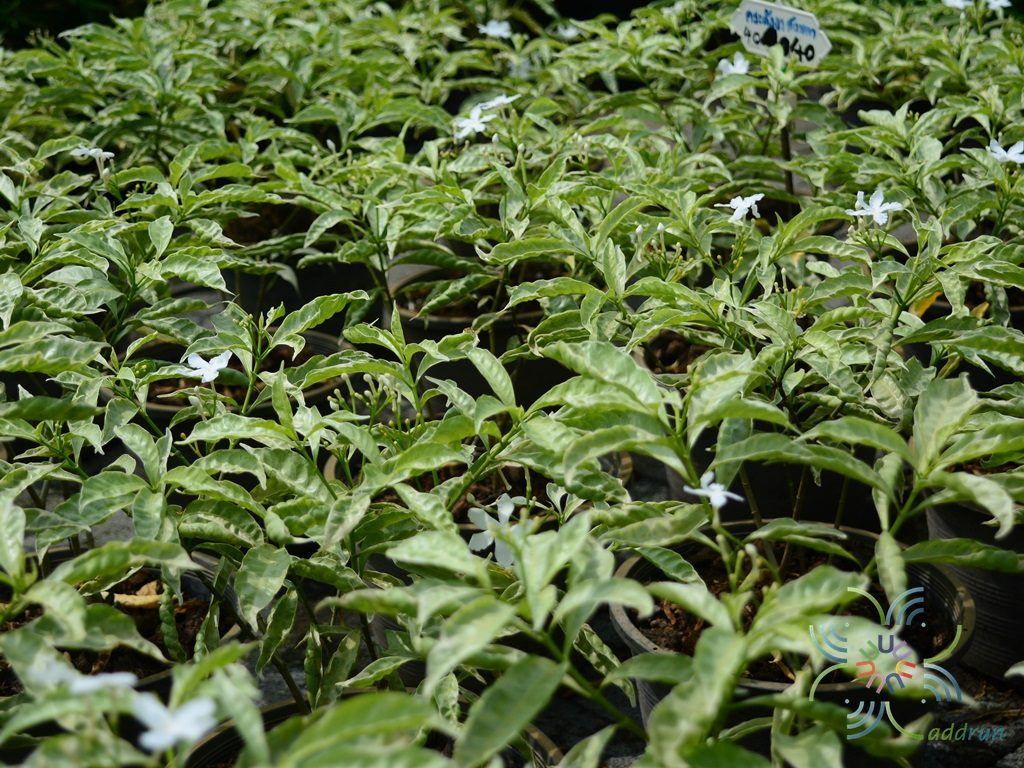 พุดด่าง Tabernaemontana divaricata (L.) R.Br. ex Roem. & Schult. ‘Grandifolia’