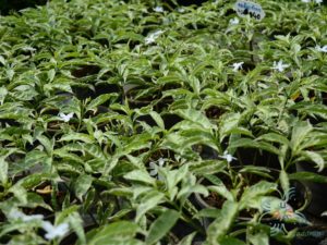 พุดด่าง Tabernaemontana divaricata (L.) R.Br. ex Roem. & Schult. ‘Grandifolia’