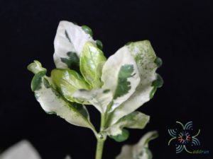 พุดด่าง Tabernaemontana divaricata (L.) R.Br. ex Roem. & Schult. ‘Grandifolia’