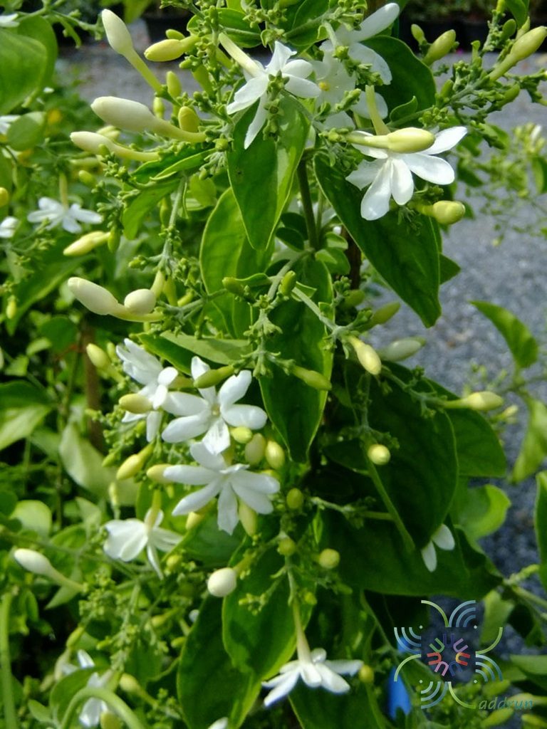 มะลิพวง Jasminum multiflorum (Burm.f.) Andrews