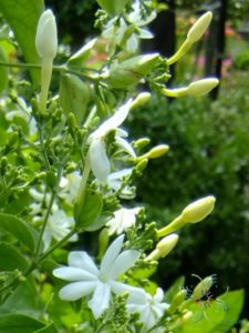 มะลิพวง Jasminum multiflorum (Burm.f.) Andrews