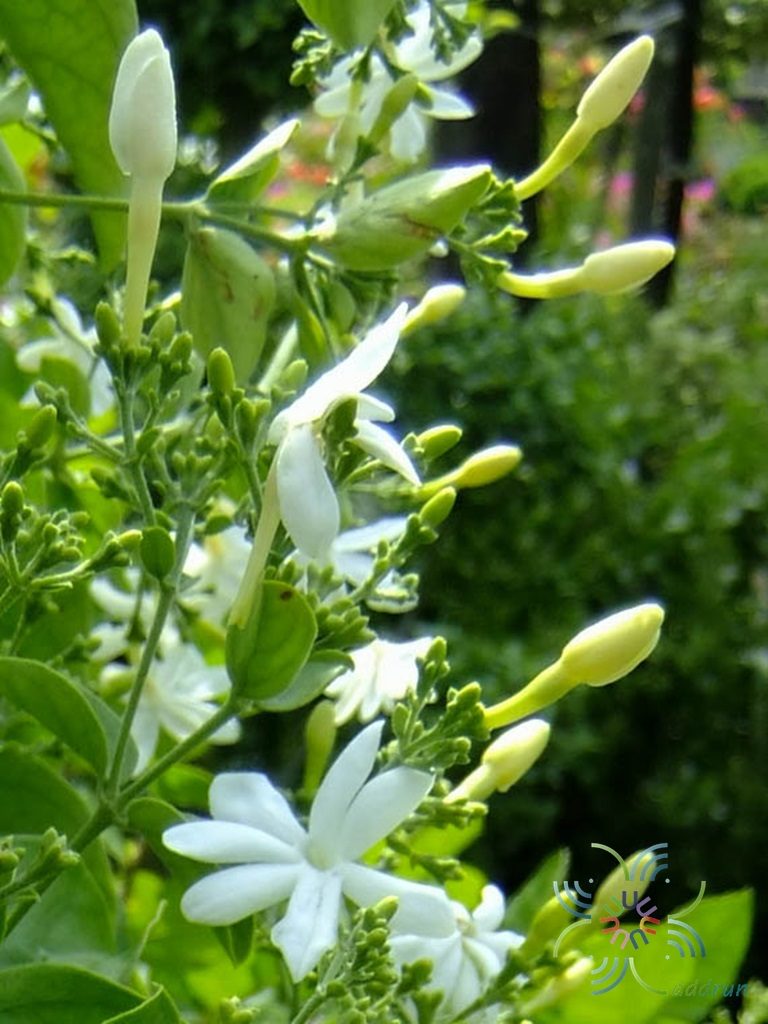 มะลิพวง Jasminum multiflorum (Burm.f.) Andrews