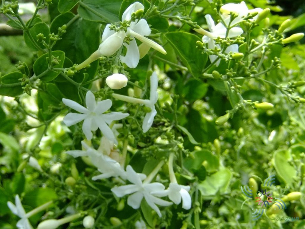 มะลิพวง Jasminum multiflorum (Burm.f.) Andrews