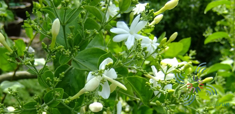 มะลิพวง Jasminum multiflorum (Burm.f.) Andrews
