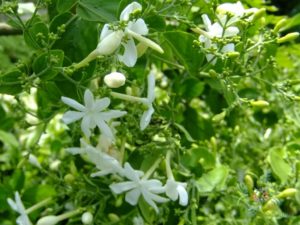 มะลิพวง Jasminum multiflorum (Burm.f.) Andrews