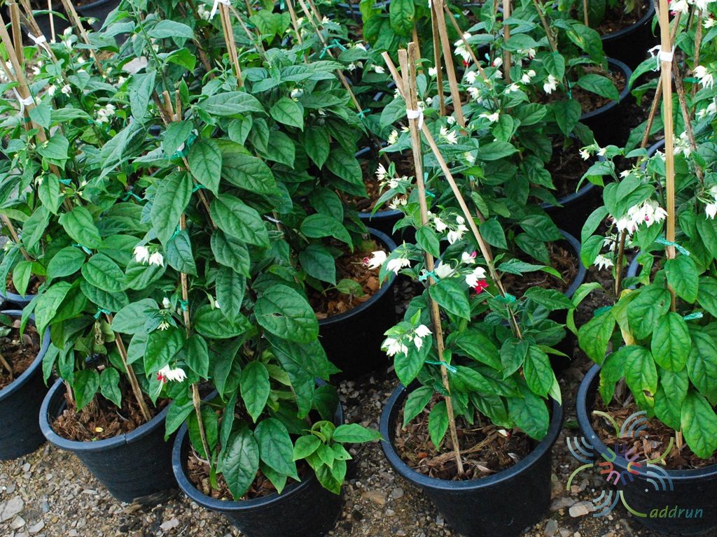 มังกรคาบแก้ว Clerodendrum thomsoniae Balf.f.