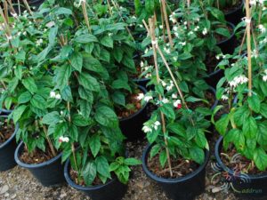 มังกรคาบแก้ว Clerodendrum thomsoniae Balf.f.