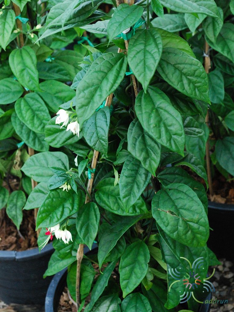 มังกรคาบแก้ว Clerodendrum thomsoniae Balf.f.