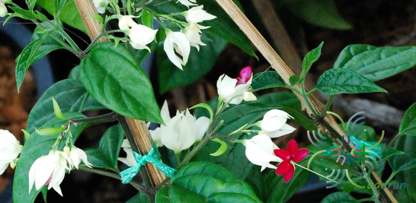 มังกรคาบแก้ว Clerodendrum thomsoniae Balf.f.