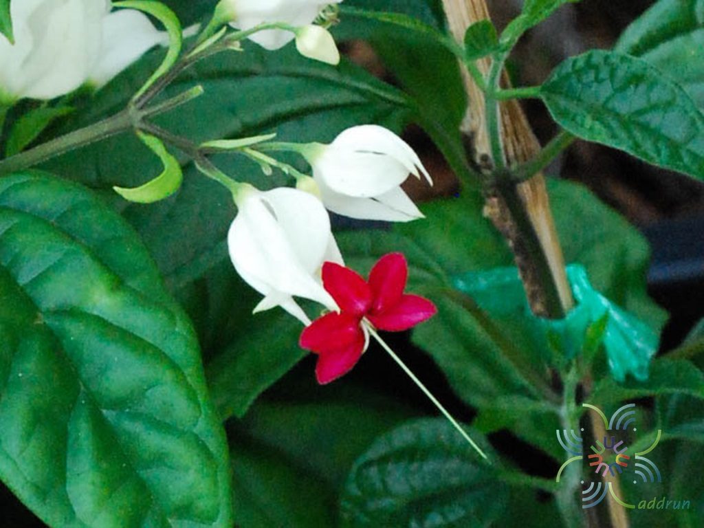 มังกรคาบแก้ว Clerodendrum thomsoniae Balf.f.