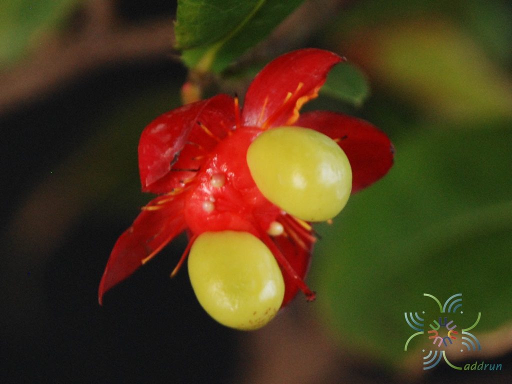 มิกกี้เม้าส์ Ochna thomasiana Engl. & Gilg.